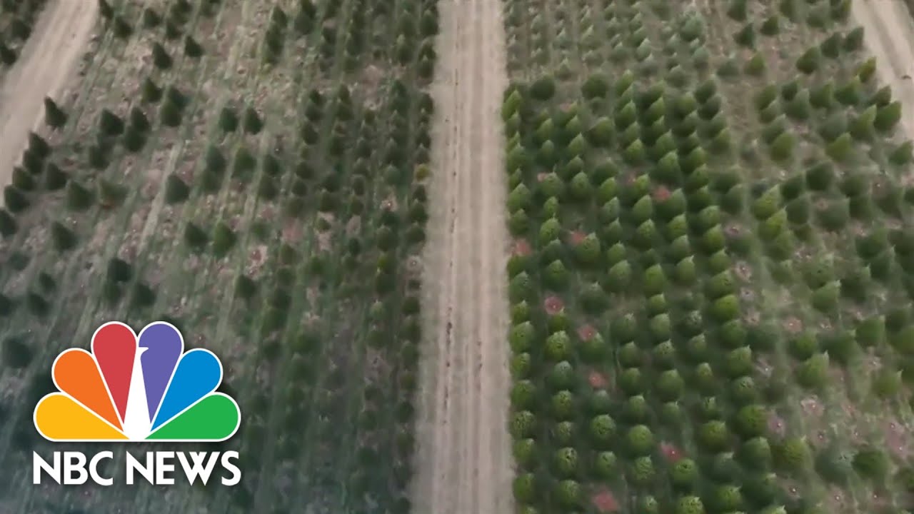Christmas Tree Shortage Forces Some Farms To End Season Early