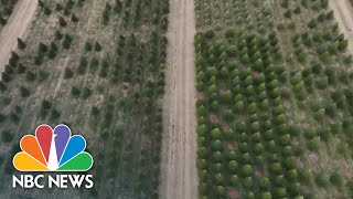 Christmas Tree Shortage Forces Some Farms To End Season Early