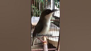 Pancingan opior paruh tebal #opiorgacor  #opiorparuhtebal  #pancinganopior