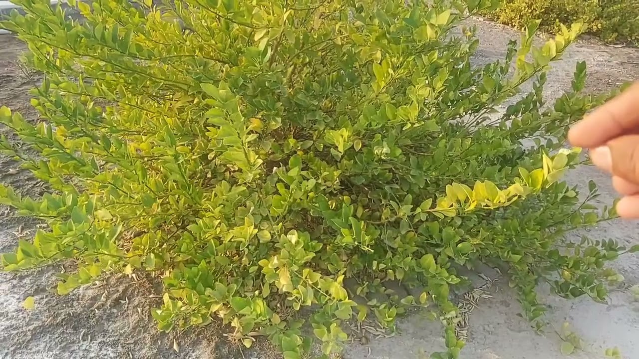 تعطيش الحمضيات متى ولماذا؟ /عامر العويسي