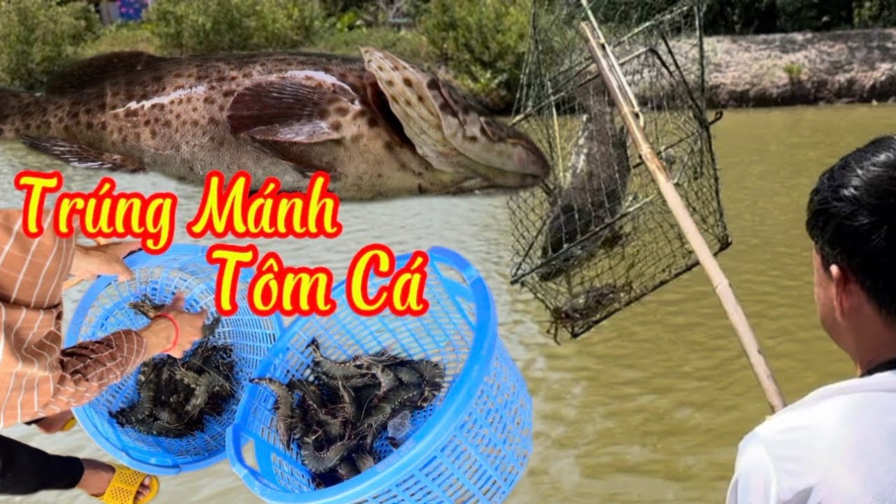 Về Đất Mũi Cà Mau Thu Hoạch Tôm Cá #142