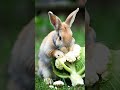 Bunny vs. Cauliflower The Epic Taste Test! 🍀🐇| #shorts #CuteBunny