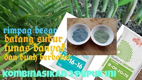 JAHE SUBUR,TUNAS BANYAK,RIMPANG BESAR DAN BERBOBOT