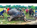 🔴 Healing an Elephants: Rehabilitating a Broken Limb