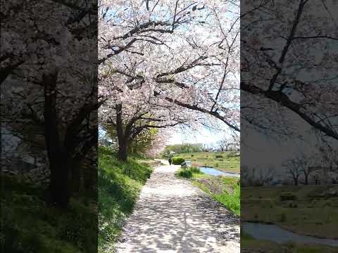 風に舞う花びら