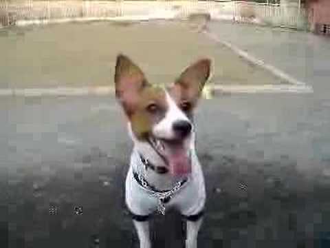 jack russell with pointy ears