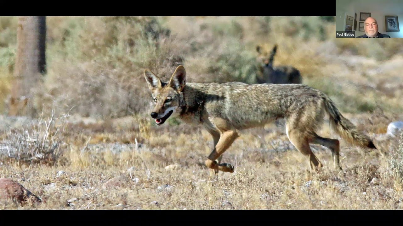The Village Birders, birding California YouTube