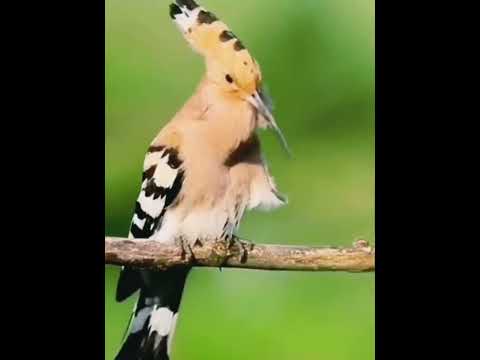 Hoopoe | Hoopoe