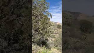 Taking a Breather on the Guadalupe Peak Trail #hikingtexas #guadalupemountains #westtexas