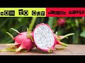 How to cut dragon fruit easily  dragon fruit