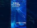 【🦈能登島水族館】能登半島地震 1か月前のR5.12.2 ジンベイザメのお食事タイム #shorts #youtubeshorts #ytshorts