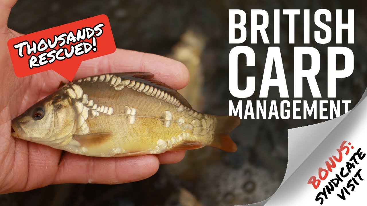 БАКЛАНСКИЙ ХАОС! 🦅 ПЛЮС 🚨 Стратегия пополнения запасов Синдиката ОГРОМНОГО КАРПОВ.