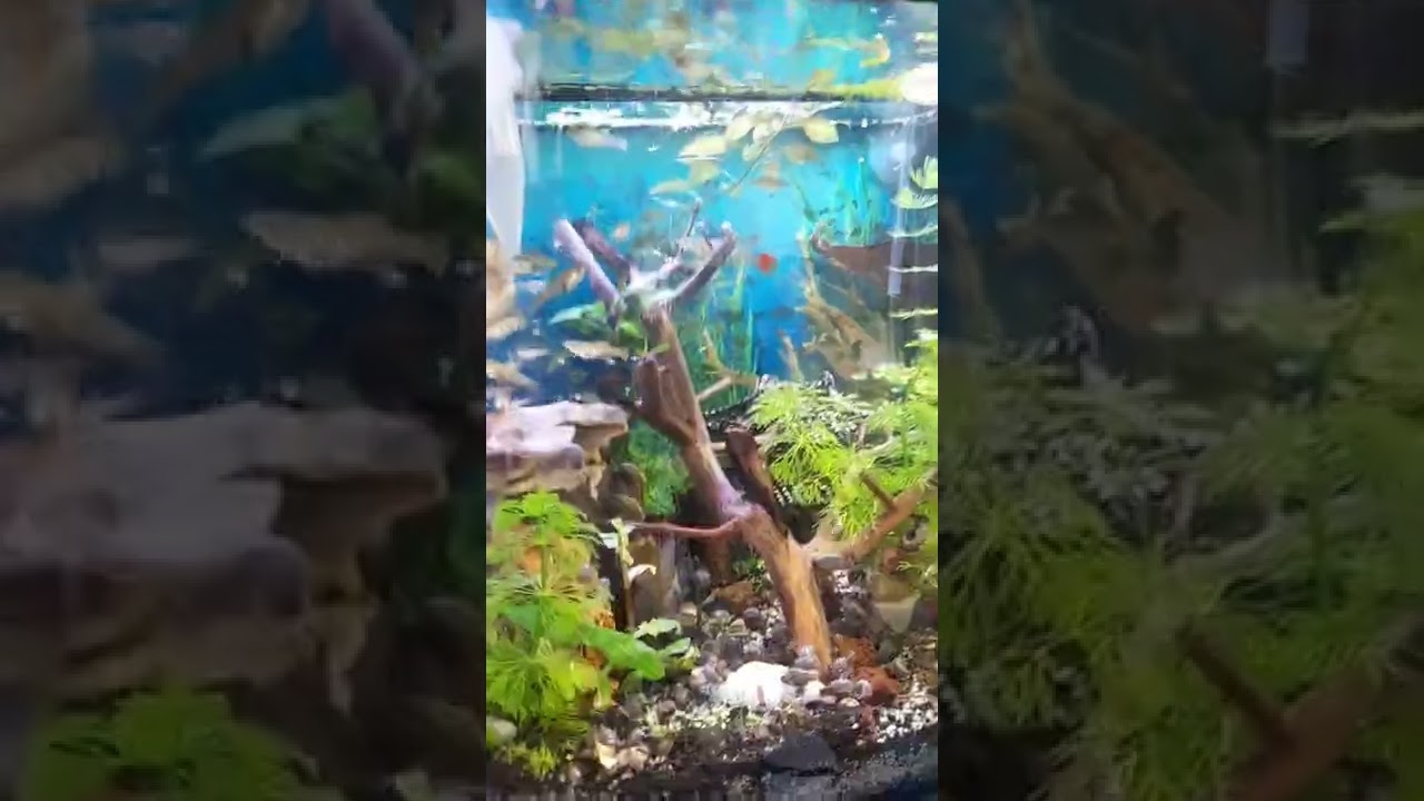 beginner aquarist🐠☘