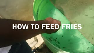 HOW TO FEED CATFISH FRIES | Feeding Catfish In A Tank
