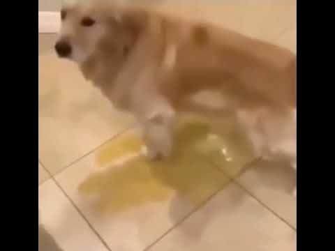 Rozalia альбом Собака писала слушать онлайн бесплатно на Яндекс Музыке в хорошем