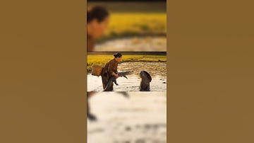 tạo video bằng công nghệ AI VEO 3 | Capybara và bà cô đi ruộng bắt cá sấu|