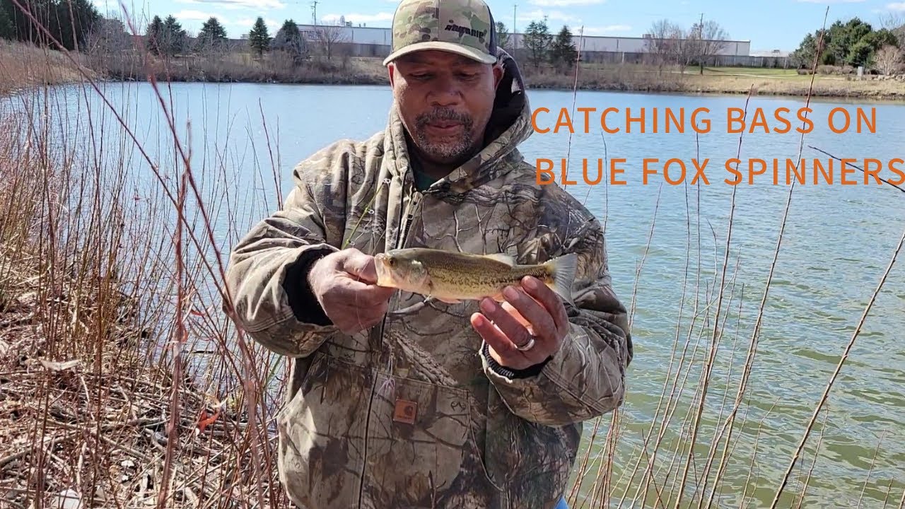 Catching bass on blue fox spinners YouTube