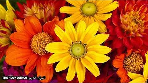 #سورة_القصص بصوت القارئ اسامة صبحي حسين #تلاوة #القرآن_الكريم #قرآن #القرآن #قران