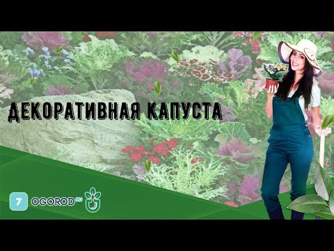 Декоративная капуста