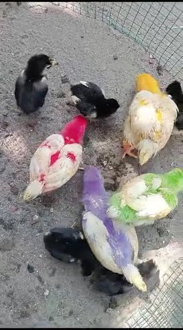 suara anak ayam pikat garangan
