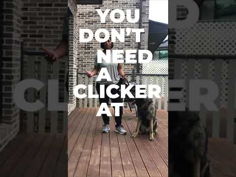 Video: Apakah Latihan Dog Clicker dan Haruskah saya Mencuba Dengan Puppy?