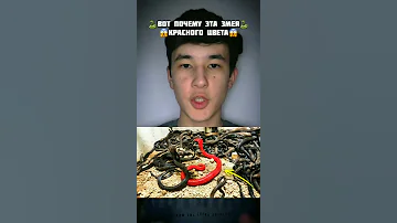 Вот почему, эта ЗМЕЯ КРАСНОГО цвета🐍 #shorts