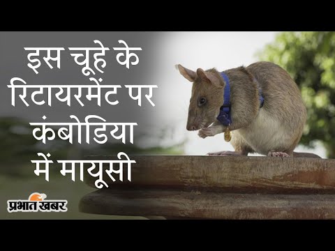 Cambodia में एक Rat Magawa के Retirement पर मायूसी का माहौल क्यों है? | Prabhat Khabar