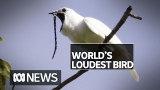 World's loudest bird, the white bellbird, has a mating call above human pain threshold | ABC News