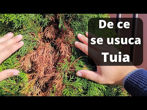 Video: Ce fel de copac este un chiparos?