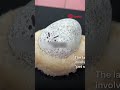 Burned-out youths in South Korea are turning to stones as pets