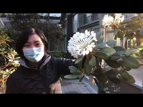 Video: Rhododendron Geel (17 Foto's): Beschrijving Van De Variëteiten 