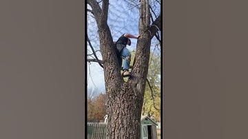 Climbing Spikes With No Rope 😮‍💨 Don’t try this at Home | #dangerous #lumberjacks #shorts #viral