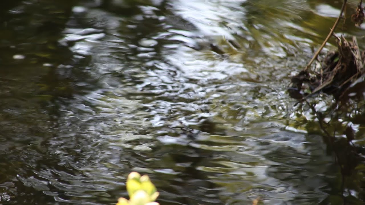 u.s. virgin islands Stronger Communities | Pond Lily Nature Preserve
