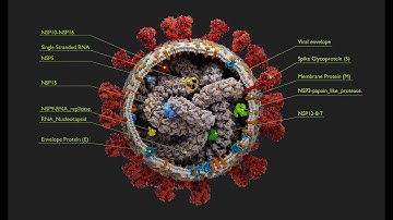 SARS-COV-2 (3D model based on molecular data)