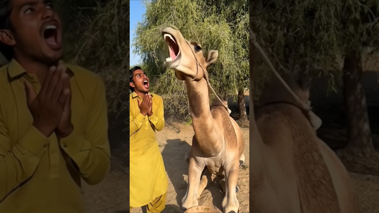 Camel Loses Control: Sudden Rage Turns Into an Attack