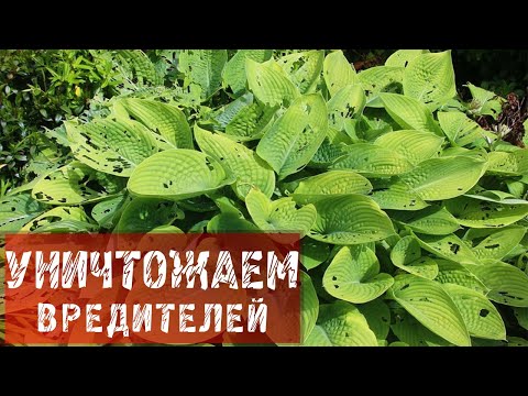 КАК ИЗБАВИТЬСЯ ОТ