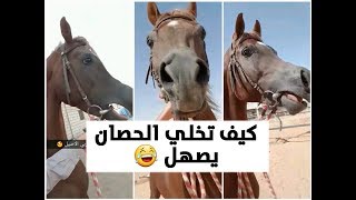 صوت و صهيل الحصان العربي الأصيل 🌷 الفحل / فيفيري