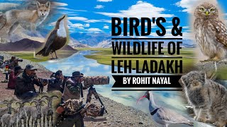 Bird,s & Wildlife Of Leh- Ladakh 🦅|| Himalaya Birding Tours || Photography Tours 2022