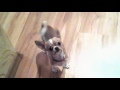 Мини чихуахуа радуется. Бабушка помидор принесла \Mini Chihuahua rejoices. Grandma brought tomato