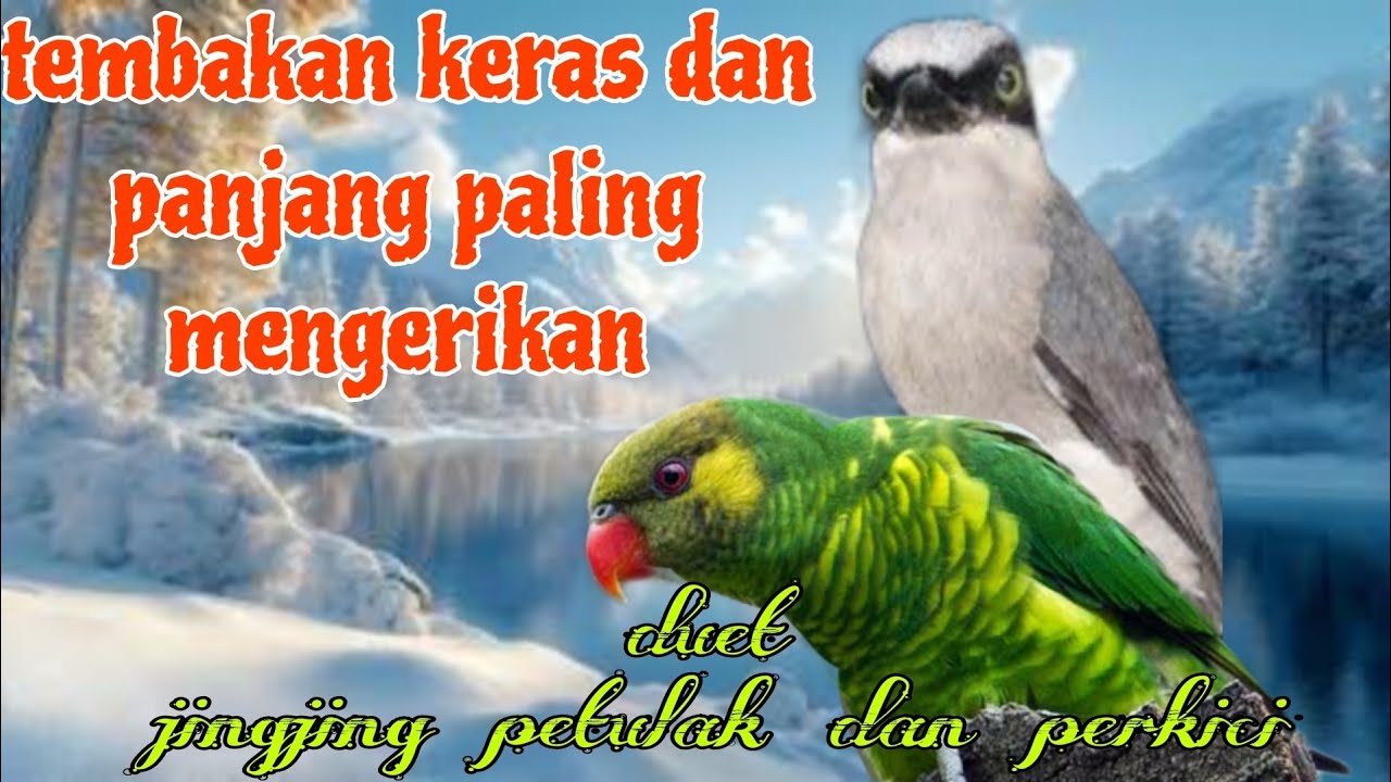 Tembakan paling mengerikan 🔥🔥 jingjing petulak dan perkici