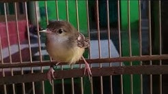 �?IBLEK 𝐁ETINA �?ACOR �"NTUK 𝐏ANGGIL �?IBLEK �?ANTAN �?GAR 𝐍YAUT - Durasi: 30:34. �?IBLEK 𝐁ETINA �?ACOR �"NTUK 𝐏ANGGIL �?IBLEK �?ANTAN �?GAR 𝐍YAUT - Durasi: 30:34.