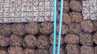 電熱温床へ各種種蒔