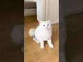#cat #catlover #catlovers #kucing #kucinglucu #cats #shorts #catshorts #shortvideo #shortsvideo