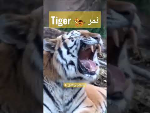 اسماء واصوات حيوانات الغابة لأطفال الروضة  نمر       