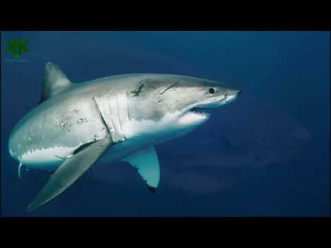 Video: Karadeniz'de Köpekbalıkları Var Mı?