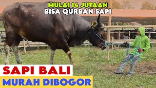 Hundreds of Affordable Balinese Cattle in Bogor Ready for Qurban 2026