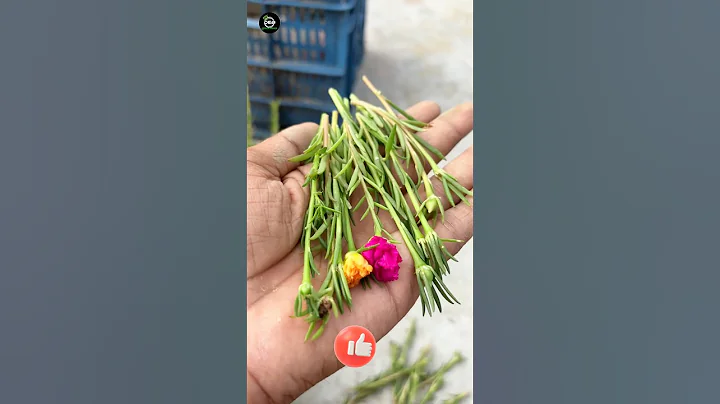 How To Grow portulaca plants 🌱|9’oclock flowers#shorts #portulaca #shortsfeed #youtubeshorts #viral