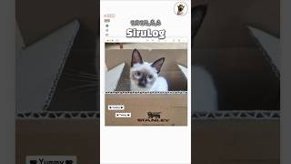 SiruLog 2024.8.6 Baby Siru, Cuteness Overload! 🐾 #cat #고양이 #샴고양이 #kitten #blackpink #뛰어
