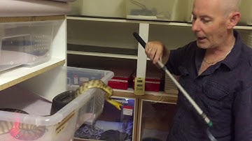 They may not be venomous, but pythons bite too!
