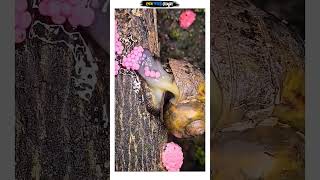 Enjoy This ASMR #experiment #tranding #nature